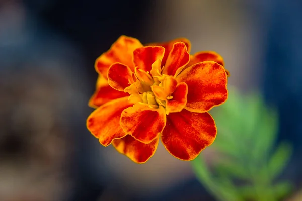 Beau fond de fleur orange — Photo