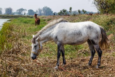 at yaz doğa manzara
