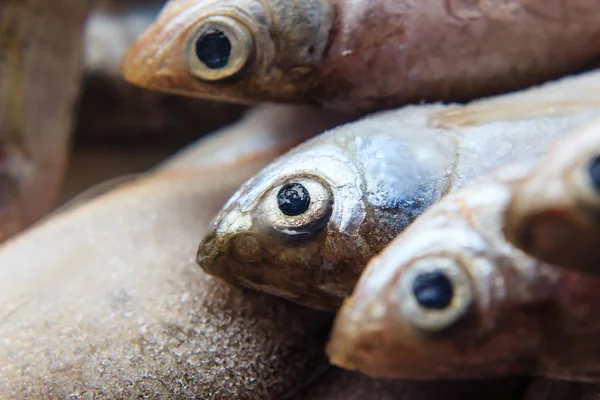 Ikan segar di atas es di pasar — Stok Foto