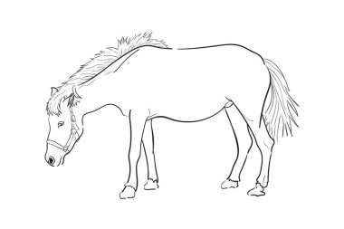 Beyaz zemin üzerinde bir at bir satýr kroki