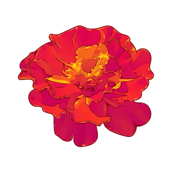 Orange Blume isolierte Illustration auf weißem Hintergrund — Stockvektor
