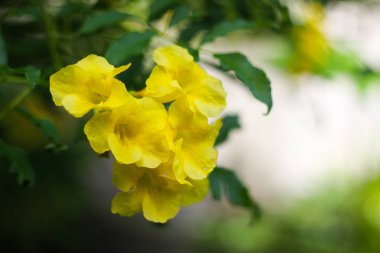 Sarı çiçek güneşli bahçede