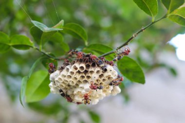 Eşek arısı kovanına yaklaşın.. 