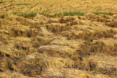 Tayland 'da pirinç tarlasında pirinç hasadı.