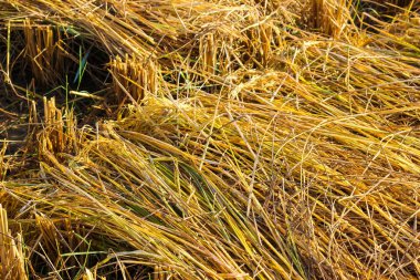 Tayland 'da pirinç tarlasında pirinç hasadı.