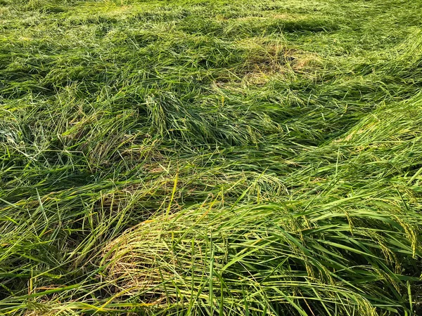 Fuerte viento de tormenta causó daños campo de arroz. caer arrozal r —  Fotos de Stock
