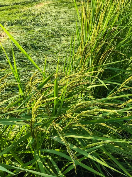 Fuerte viento de tormenta causó daños campo de arroz. caer arrozal r — Foto de Stock