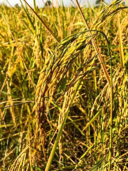 Reisfeld. Nahaufnahme von gelbem Reisfeld mit grünem Blatt — Stockfoto