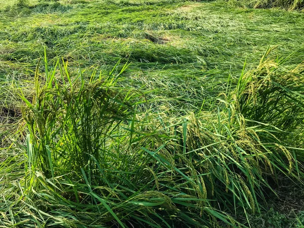 Fuerte viento de tormenta causó daños campo de arroz. caer arrozal r —  Fotos de Stock