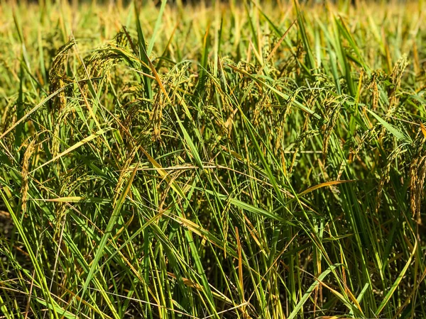 Rice field. Closeup of yellow paddy rice field with green leaf i — Stock Photo, Image