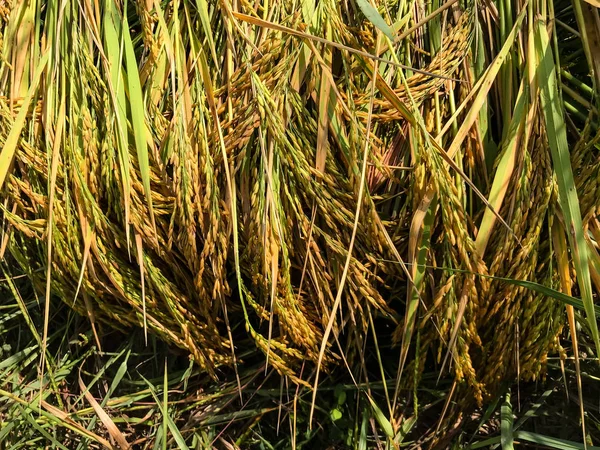 Campo de arroz. Primer plano del arrozal amarillo con hoja verde i —  Fotos de Stock