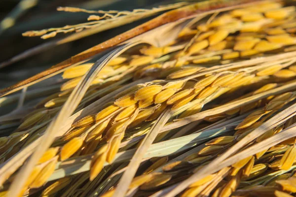 Primer plano del arrozal amarillo con hoja verde en una da soleada —  Fotos de Stock