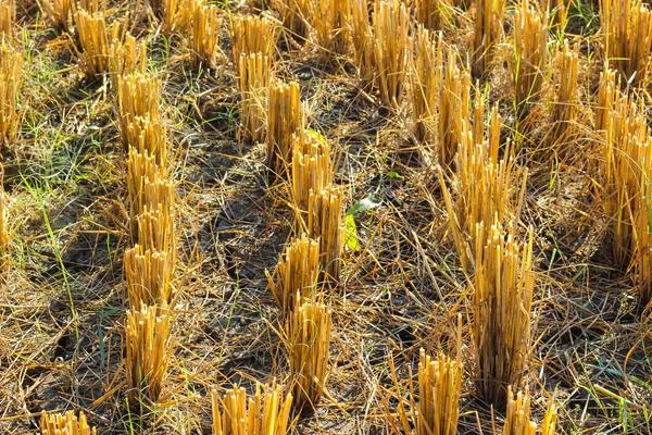 Paja de arroz en el arrozal justo después de la cosecha —  Fotos de Stock