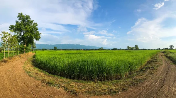 Rice in the green paddy rice field on beautiful sunlight and blu — Stock Photo, Image