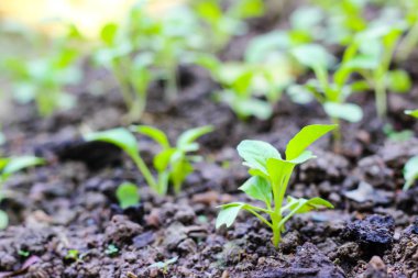 Çin lahanası. sebze bahçesi yetiştiriciliği ve ayrı e