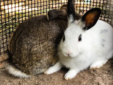 Gray and white rabbits in the rabbit barn