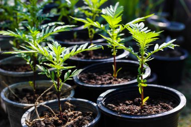 young marigold plant tree in black plastic pot the nursery outdo