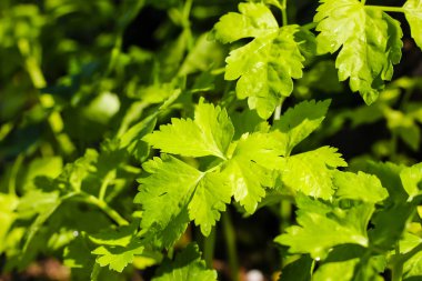 close-up of celery (leaf vegetable) in the garden. nature backgr