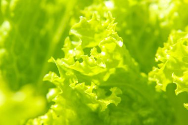 Close up of Fresh green lettuce in the garden. nature background