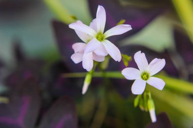 Güzel çiçek bahçede çiçek açan