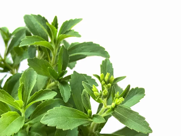 Stevia rebaudiana anläggningen isolerad på vit bakgrund — Stockfoto