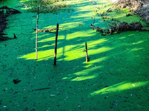 Hijau duckweeds atas air di kanal — Stok Foto