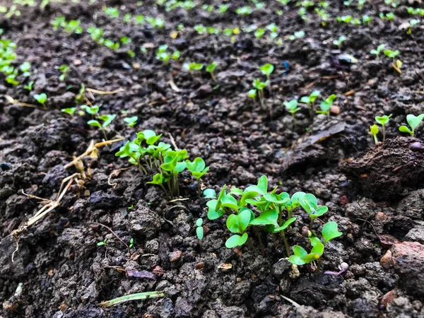 Chinese kale growing in soil. vegetable garden cultivation and s — 图库照片