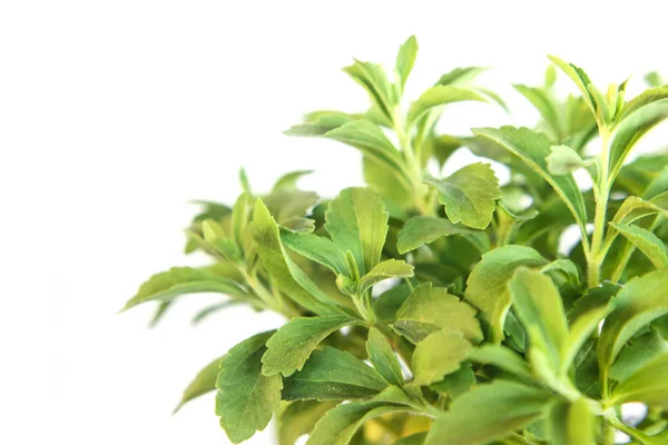 Stevia Rebaudiana tanaman terisolasi pada latar belakang putih — Stok Foto