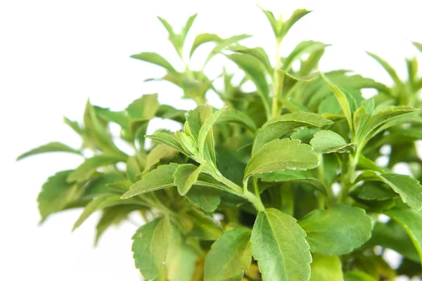 Rostliny stevia rebaudiana izolovaných na bílém pozadí — Stock fotografie