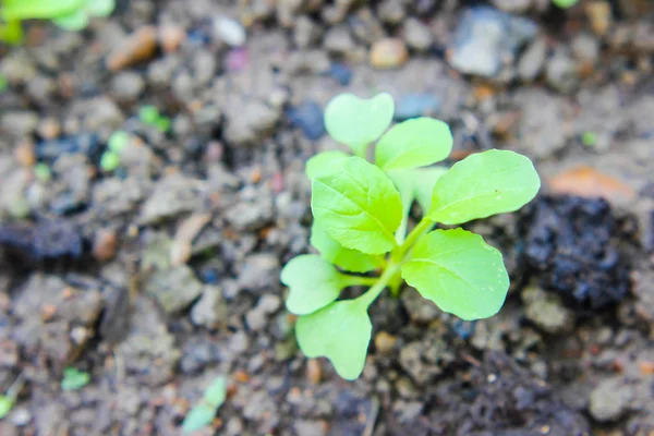 Du chou chinois. culture de potager et séparer le e — Photo