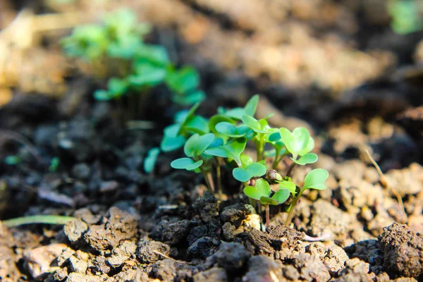 Chinese boerenkool die in de bodem groeit. groentetuinbouw en — Stockfoto