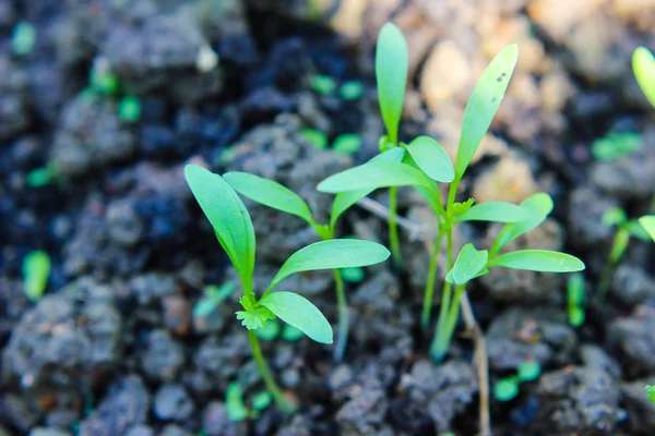 Coriander growing in soil — 스톡 사진