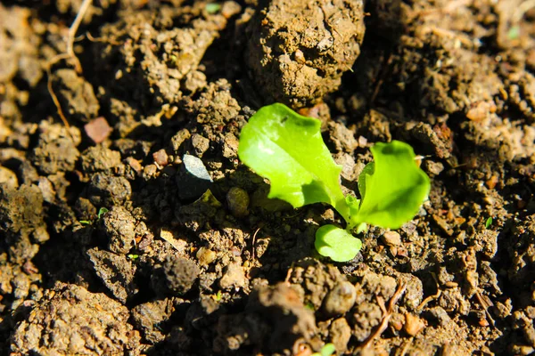 Lettuce salad plant. vegetable garden cultivation and separate t — 스톡 사진