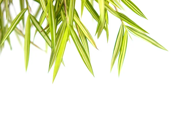 Liście bambusa odizolowane na białym tle — Zdjęcie stockowe