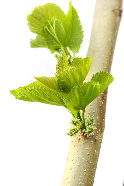 Jong moerbeienfruit dat aan de boom groeit. Geïsoleerd op een witte ba — Stockfoto