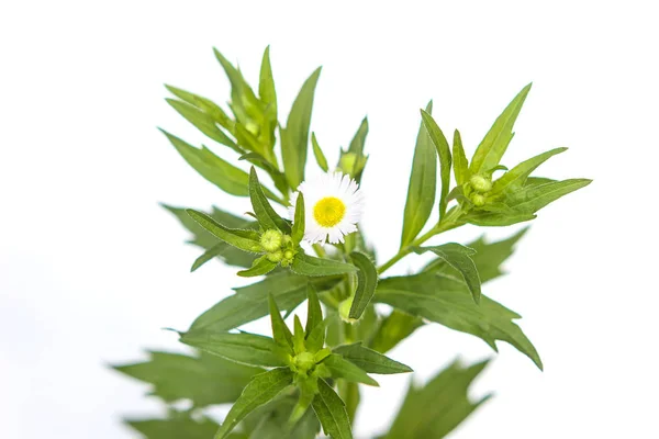 White small daisy flowers Isolated on a white background — Stok fotoğraf