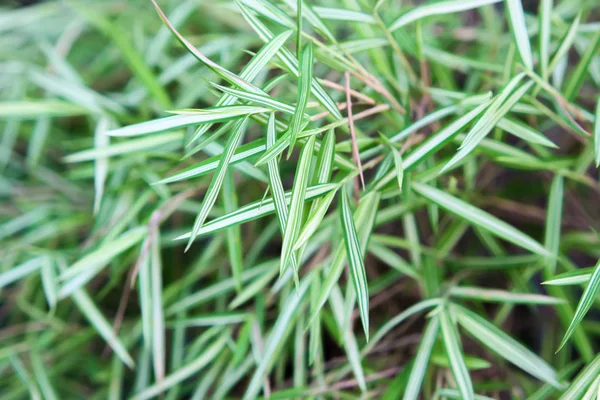 Closeup beautiful of nature bamboo leaf background — 图库照片