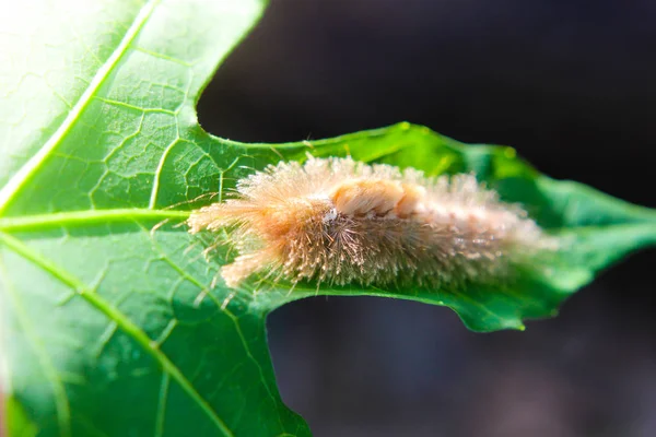 叶在花园里的毛毛虫蠕虫 — 图库照片