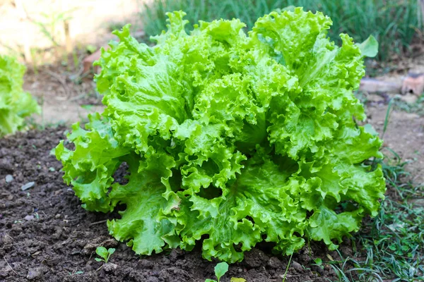 Nahaufnahme von frischem grünen Salat im Garten. Hintergrund Natur — Stockfoto