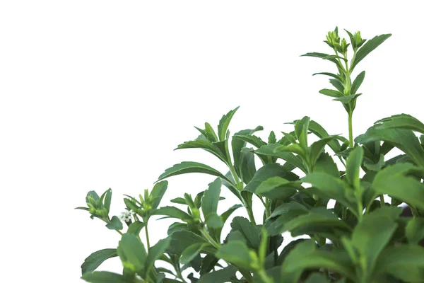 Stevia Rebaudiana plante isolée sur fond blanc — Photo