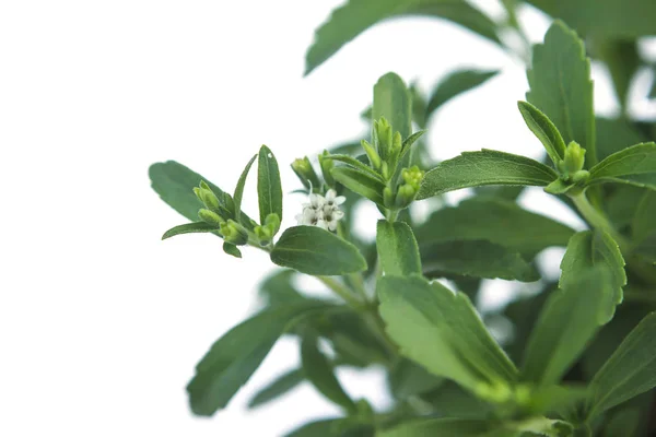 Stevia Rebaudiana tanaman terisolasi pada latar belakang putih — Stok Foto