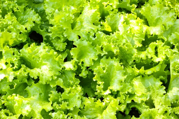 Gros plan de laitue verte fraîche dans le jardin. nature arrière-plan Photo De Stock