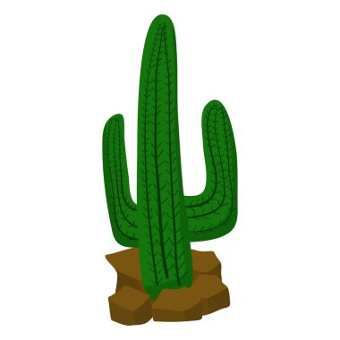 Kaktüs beyaz arkaplanda izole edilmiş resim