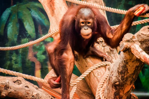 Egy Orángután Tartja Sárgarépa — Stock Fotó