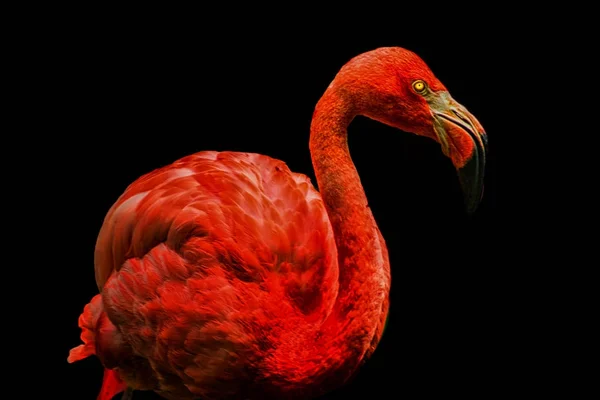 Flamant Rose Avec Fond Sombre — Photo