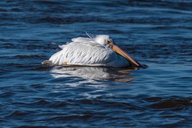 Amerikan beyaz Pelikan suda dinlenme
