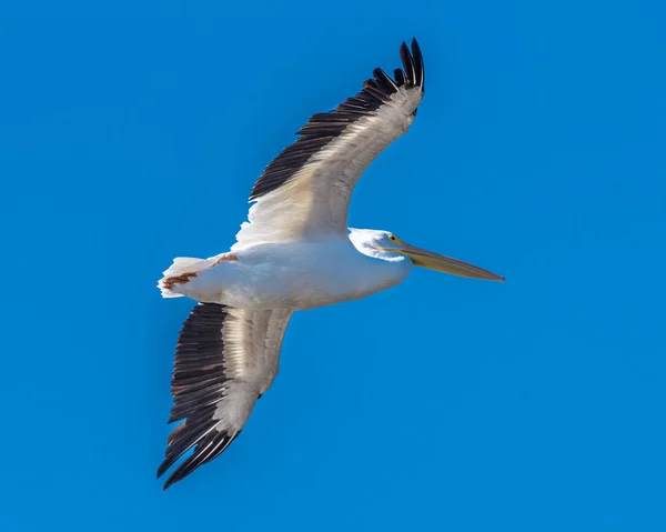 American White Pelican in Flight — Stock Photo, Image