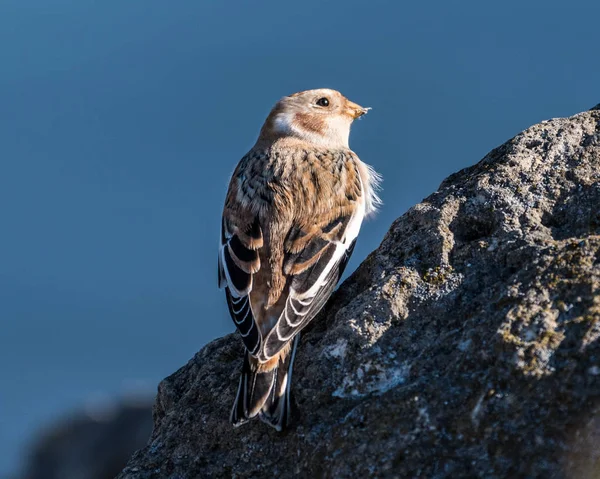 Snow Bunting Perched on a Rock — Stock Photo, Image