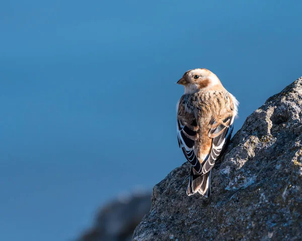 Snow Bunting Perched on a Rock — Stock Photo, Image