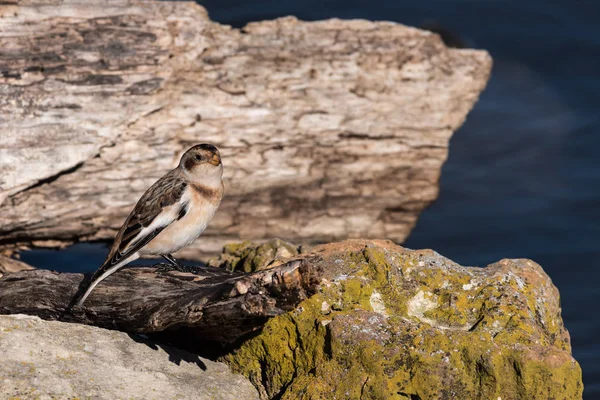 Snow Bunting Perched on a Log — Stock Photo, Image